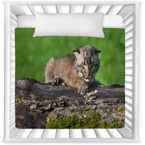 Baby Bobcat (Lynx Rufus) Looks Out From Atop Log Nursery Decor 91428314