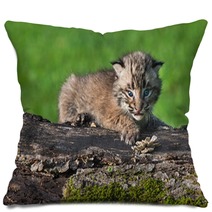 Baby Bobcat (Lynx Rufus) Looks Out From Atop Log Pillows 91428314