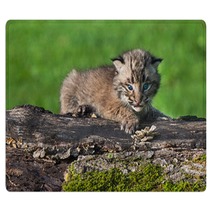 Baby Bobcat (Lynx Rufus) Looks Out From Atop Log Rugs 91428314