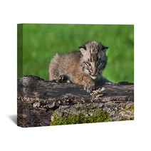 Baby Bobcat (Lynx Rufus) Looks Out From Atop Log Wall Art 91428314