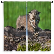 Baby Bobcat (Lynx Rufus) Looks Out From Atop Log Window Curtains 91428314