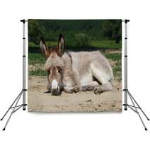 Baby Donkey Laying On The Field Backdrops 99191132