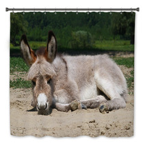 Baby Donkey Laying On The Field Bath Decor 99191132