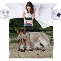 Baby Donkey Laying On The Field Blankets 99191132