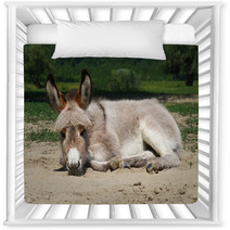 Baby Donkey Laying On The Field Nursery Decor 99191132