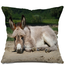 Baby Donkey Laying On The Field Pillows 99191132