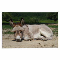 Baby Donkey Laying On The Field Rugs 99191132