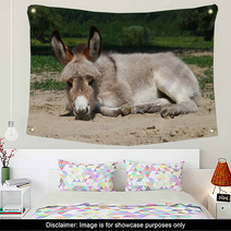 Baby Donkey Laying On The Field Wall Art 99191132