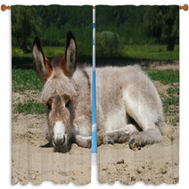 Baby Donkey Laying On The Field Window Curtains 99191132