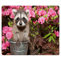 Baby Raccoon Rugs 65611171