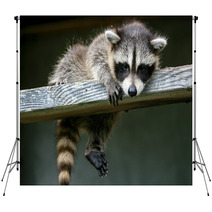 Baby Raccoon Ventures From Nest Backdrops 97327203