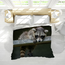 Baby Raccoon Ventures From Nest Bedding 97327203