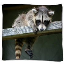 Baby Raccoon Ventures From Nest Blankets 97327203