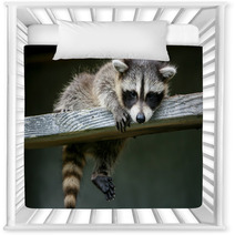 Baby Raccoon Ventures From Nest Nursery Decor 97327203