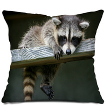 Baby Raccoon Ventures From Nest Pillows 97327203