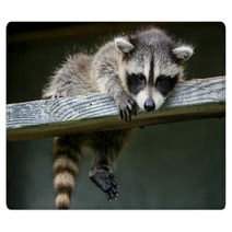 Baby Raccoon Ventures From Nest Rugs 97327203
