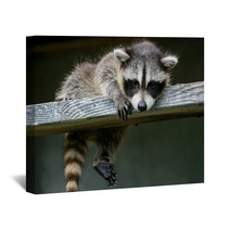 Baby Raccoon Ventures From Nest Wall Art 97327203