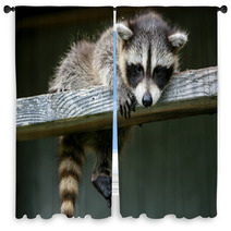 Baby Raccoon Ventures From Nest Window Curtains 97327203