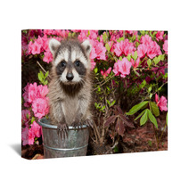 Baby Raccoon Wall Art 65611171