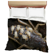 Baby Scorpions Bedding 44205090