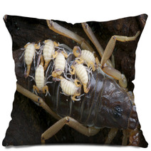 Baby Scorpions Pillows 44205090