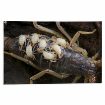 Baby Scorpions Rugs 44205090