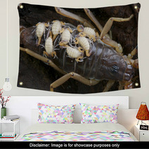 Baby Scorpions Wall Art 44205090