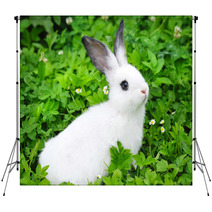 Baby White Rabbit In Grass Backdrops 54209618