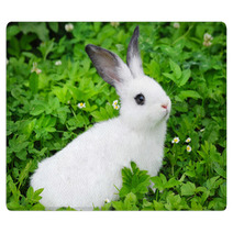Baby White Rabbit In Grass Rugs 54209618