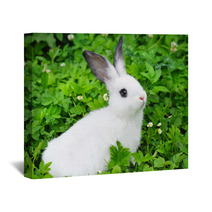 Baby White Rabbit In Grass Wall Art 54209618