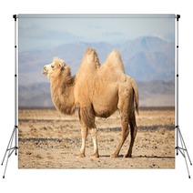 Bactrian Camel In The Steppes Of Mongolia Backdrops 50535217
