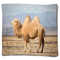 Bactrian Camel In The Steppes Of Mongolia Blankets 50535217