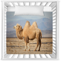 Bactrian Camel In The Steppes Of Mongolia Nursery Decor 50535217