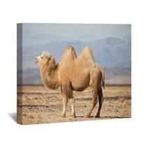 Bactrian Camel In The Steppes Of Mongolia Wall Art 50535217