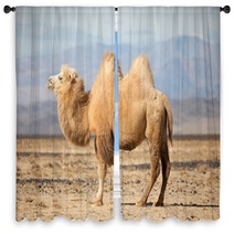 Bactrian Camel In The Steppes Of Mongolia Window Curtains 50535217