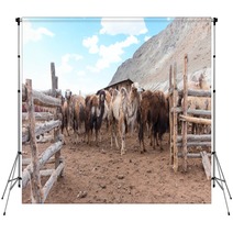 Bactrian Camels Backdrops 100717590