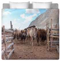 Bactrian Camels Bedding 100717590