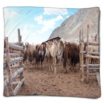 Bactrian Camels Blankets 100717590