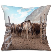 Bactrian Camels Pillows 100717590