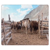Bactrian Camels Rugs 100717590