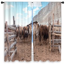 Bactrian Camels Window Curtains 100717590