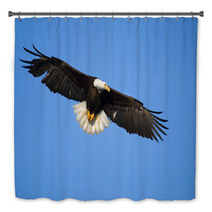 Bald Eagle In Flight , Alaska Bath Decor 59234463
