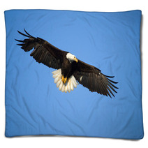 Bald Eagle In Flight , Alaska Blankets 59234463