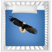 Bald Eagle In Flight , Alaska Nursery Decor 59234463