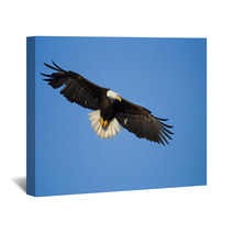Bald Eagle In Flight , Alaska Wall Art 59234463