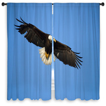 Bald Eagle In Flight , Alaska Window Curtains 59234463