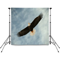 Bald Eagle In Flight Awaiting Fish Feeding Backdrops 37443613