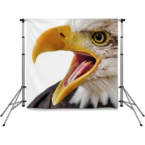 Bald Eagle Portrait Close-up Backdrops 44429517