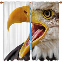 Bald Eagle Portrait Close-up Window Curtains 44429517