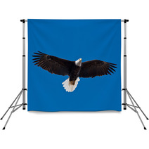 Bald Eagle Soars Overhead From The Left Backdrops 50960933